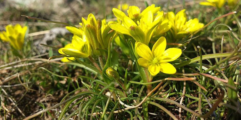 Гусятник величний, фото 1
