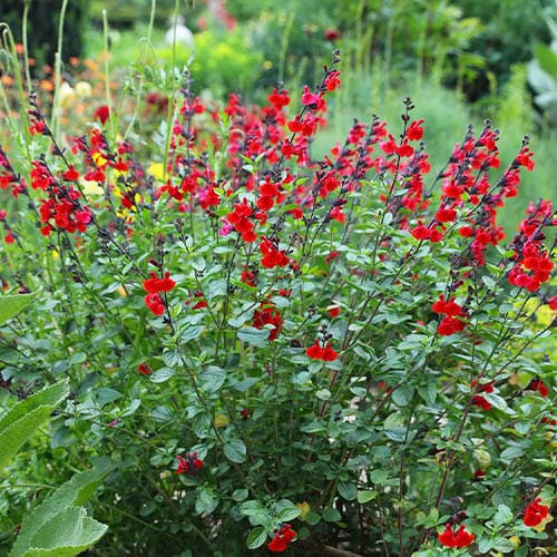 Шавлія royal bumble