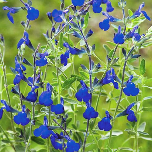 Шавлія blue note