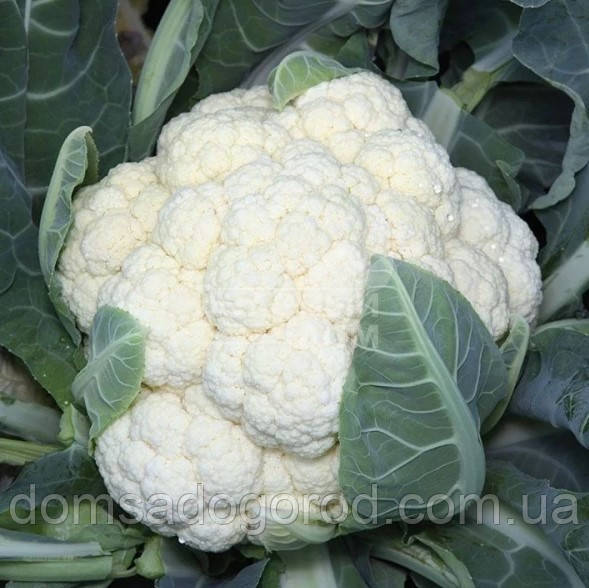 Капуста цвітна Барселона F1 Хазера | Barcelona F1 Hazera 2500 шт
