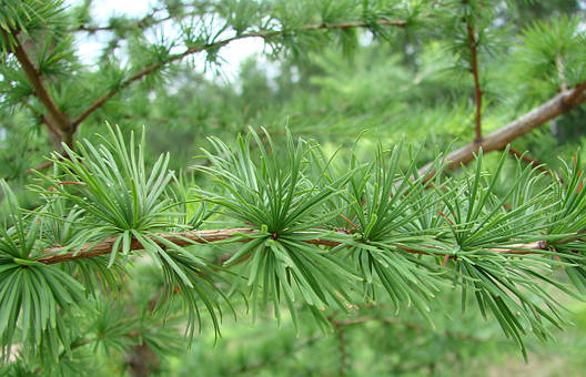 Модрина європейська 3 річна, Модрина європейська, Larix decidua, фото 1