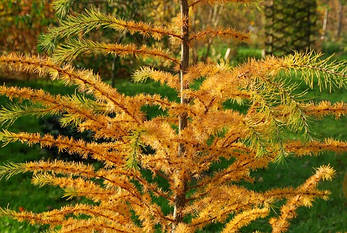 Модрина японська 2 річна, Лиственница японская, Larix kaempferi / leptolepis, фото 1