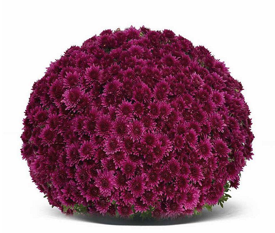 Хризантема Sorini Mauve (Соріні Мауве). Мультифлора розсада