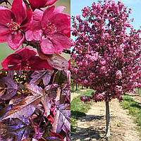 Саджанці яблуні декоративної "Хелена"