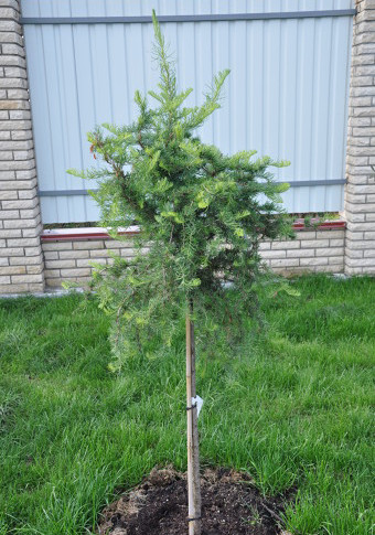Модрина японська Diana 2 річна на штамбі 1-1,2м, Лиственница японская Диана на штамбе, Larix kaempferi Diana