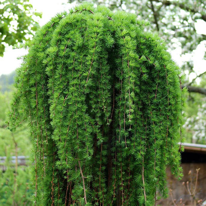 Модрина японська Stiff Weeper на штамбі 1,8-2 м 2р., Larix maemmpferi Pendula