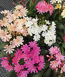 Левізія туполиста Еліза суміш 5шт / Berani, фото 3