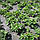 Чорний геотекстиль/агроволокно П-110 (3,2*25м) від GARDEN FLORA (Польща), фото 6