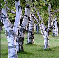 Дьоготь березовий