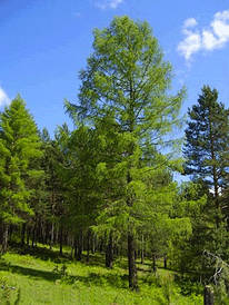 Модрина Сибірська 3 річна, Модрина сибірська, Larix sibirica