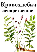 Родовик лікарський (Кровохлебка лекарственная), корінь, 50 грам.