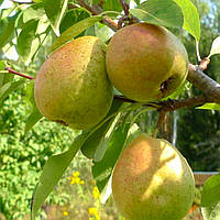 Саджанці груші "Царська"