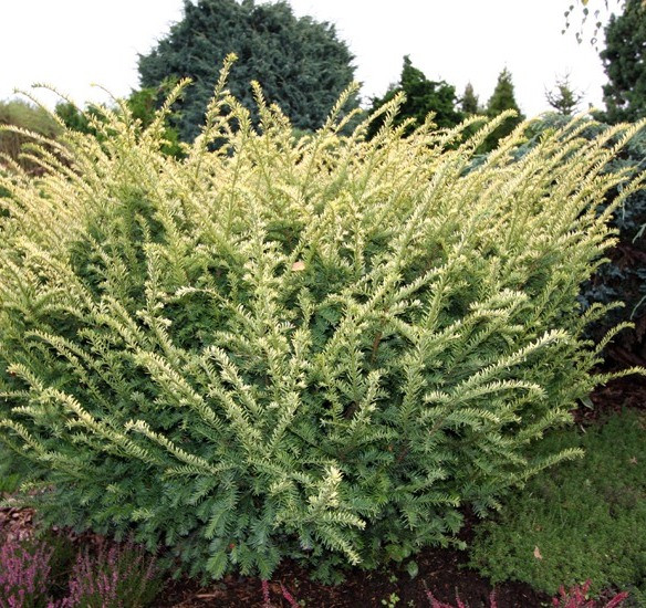 Тис ягідний Elegantissima 4 річний, Тис ягідний Елегантіссіма, Taxus baccata Elegantissima - фото 1 - id-p561379795