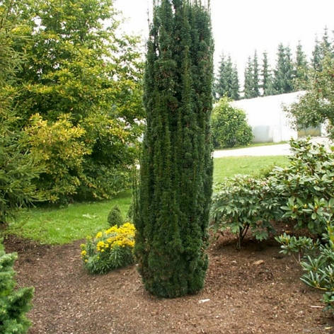 Тис ягідний Fastigiata 3 річний, Тис ягідний Фастігіата, Taxus baccata Fastigiata, фото 1