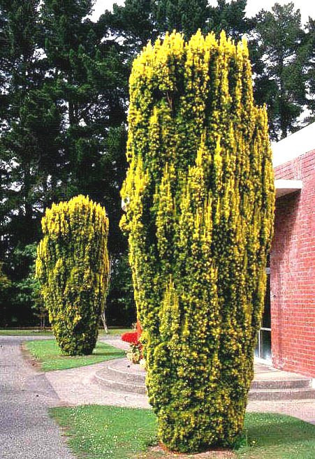 Тис ягідний Fastigiata Aurea 3 річний, Тис ягідний Фастігіата Ауреа, Taxus baccata Fastigiata Aurea