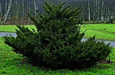 Тис ягідний Rogov, Тис ягідний Рогів, Taxus baccata Rogov