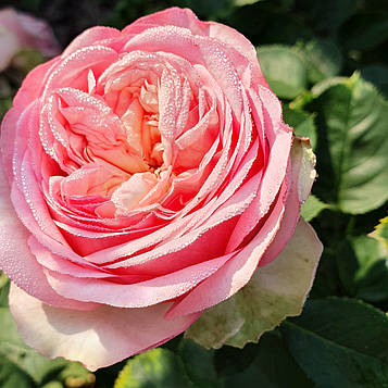 Куінсі Джонс (Quincy Jones, Lapquin )