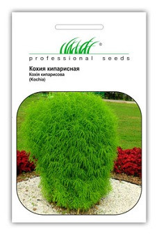 Кохия Кипарисова 1г