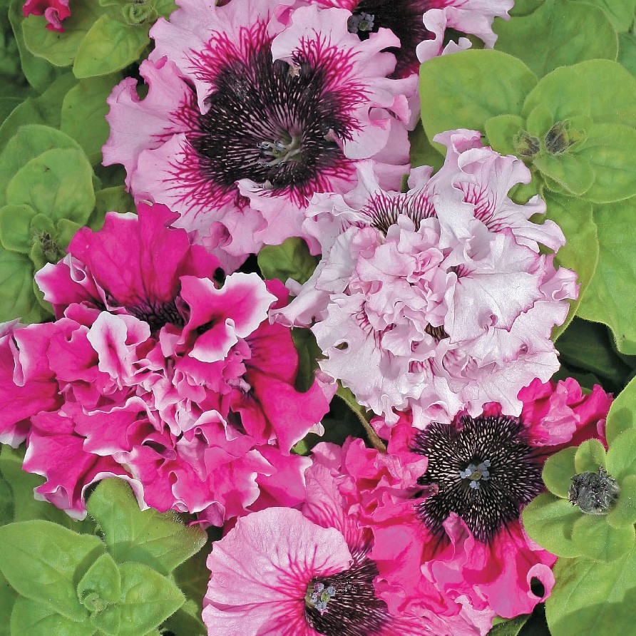 Насіння огірка сорт Мона F1 40-45 шт