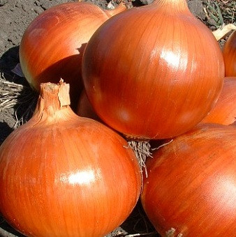 Насіння цибулі Копер Бол F1 1000 шт United Genetics