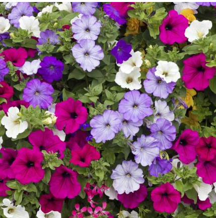 Петунія ампельна Балкон суміш 0,2 г Професійне насіння, фото 1