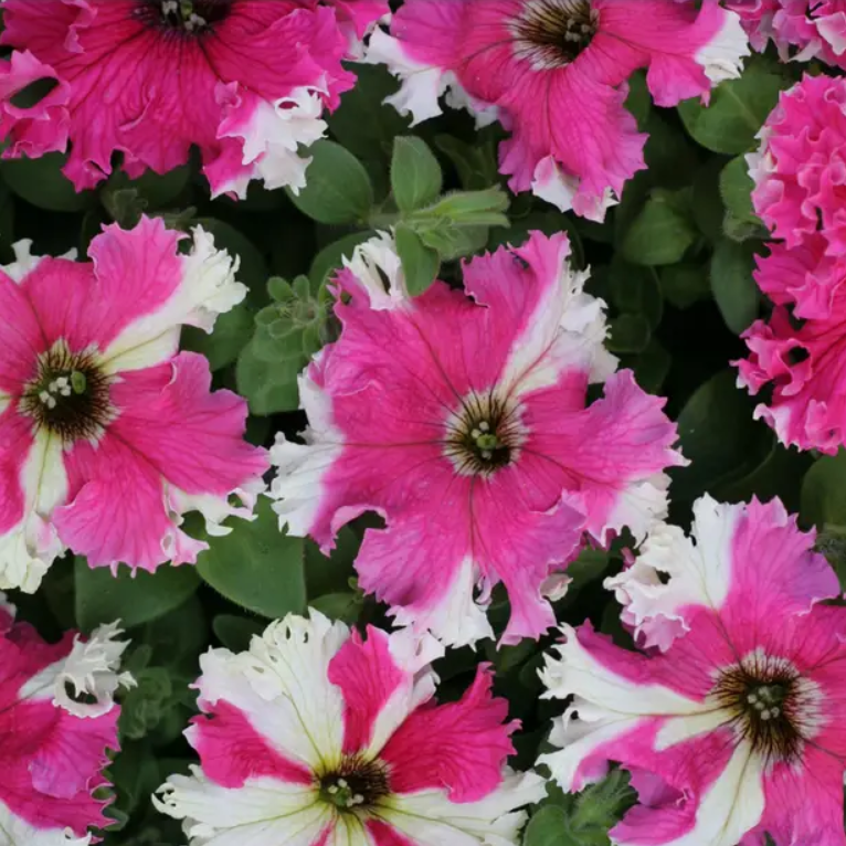 Петунія грандіфлора бахромчаста Каркулка Професійне насіння 20 насінин, фото 1