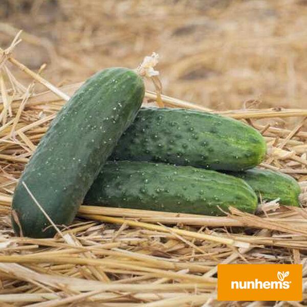 АНТІСІПАТОР F1 / ANTISIPATOR F1 -  500 шт. насіння огірка, Nunhems, фото 1