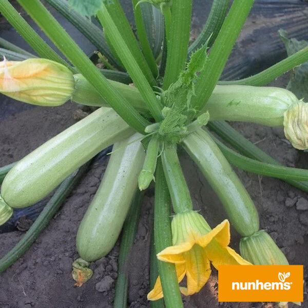 КАВИЛИ F1 / CAVILI F1 - 1000 шт. насіння кабачка, Nunhems, фото 1