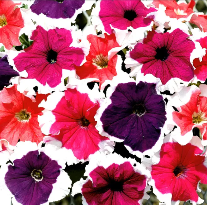 Петунія грандіфлора Фрост F1 суміш Професійне насіння 20 насінин, фото 1