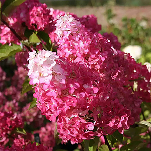 Гортензія волотиста 'Fraise Melba' ®. Контейнер 0,5л