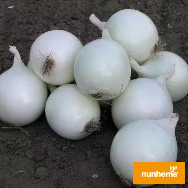 Комета F1 - 100.000 шт. насіння цибулі  Nunhems, фото 1