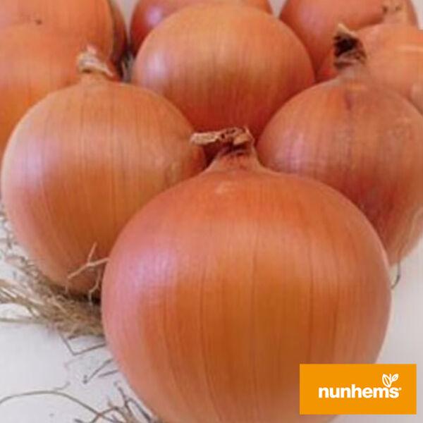 Олоросо F1 - 100.000 шт. насіння цибулі  Nunhems, фото 1
