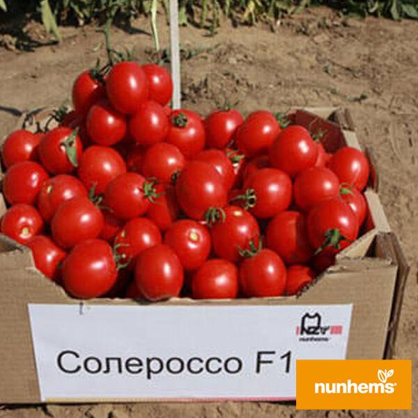 Помідор Солероссо F1 Nunhems 50 насінин (детермінантний) (зіп-пакет), фото 1