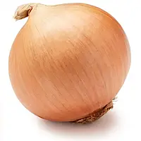 Цибуля