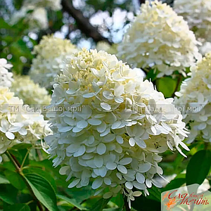 Гортензія волотиста 'Bombshell'. Контейнер 0,5л