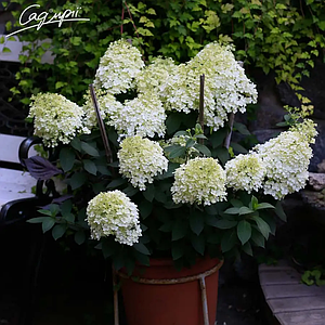 Гортензія волотиста 'Bobo'®. Контейнер 0.5 л