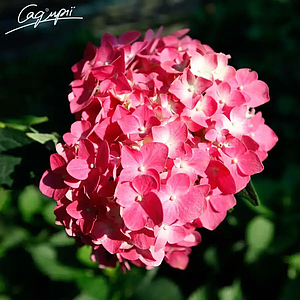 Гортензія крупнолиста 'Leuchtfeuer'. Контейнер 0.5л