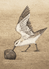 Книга «Орнітографія. Ілюстрований довідник із пташиної символіки та легенд». Автор - Джессіка Ру, фото 2