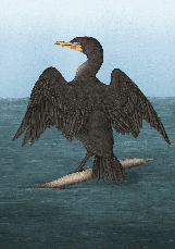 Книга «Орнітографія. Ілюстрований довідник із пташиної символіки та легенд». Автор - Джессіка Ру, фото 4