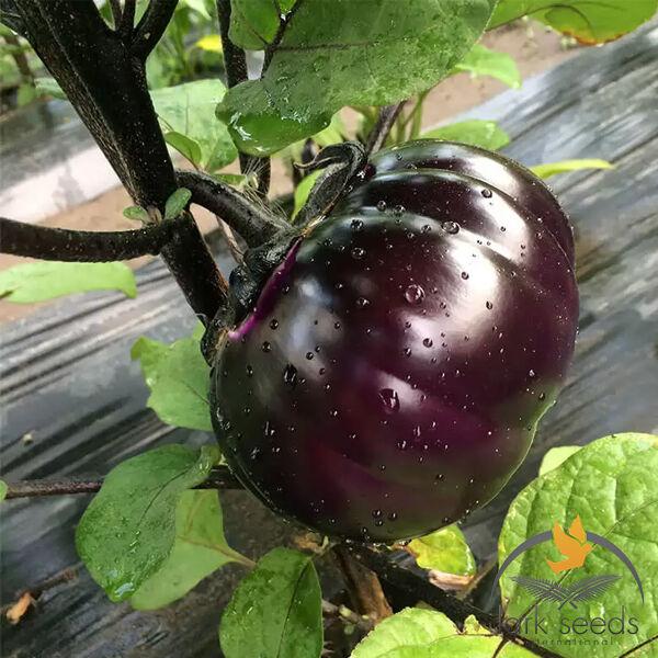 Баклажан Джаз F1 Lark Seeds 5 насінин (зіп-пакет), фото 1