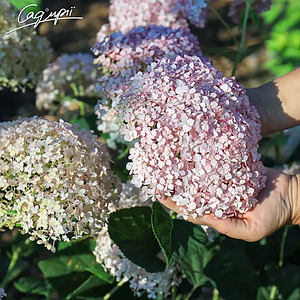 Гортензія деревовидна 'Magical Pinkerbell'®. Контейнер 0.5л