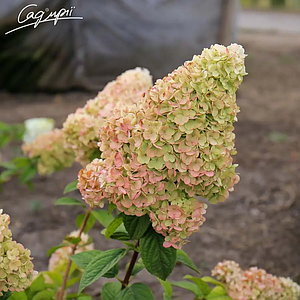 Гортензія волотиста 'Sundae Fraise'®. Контейнер 0.5л