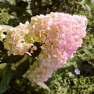 Гортензія волотиста 'Magical Sweet Summer'. Контейнер 0.5л