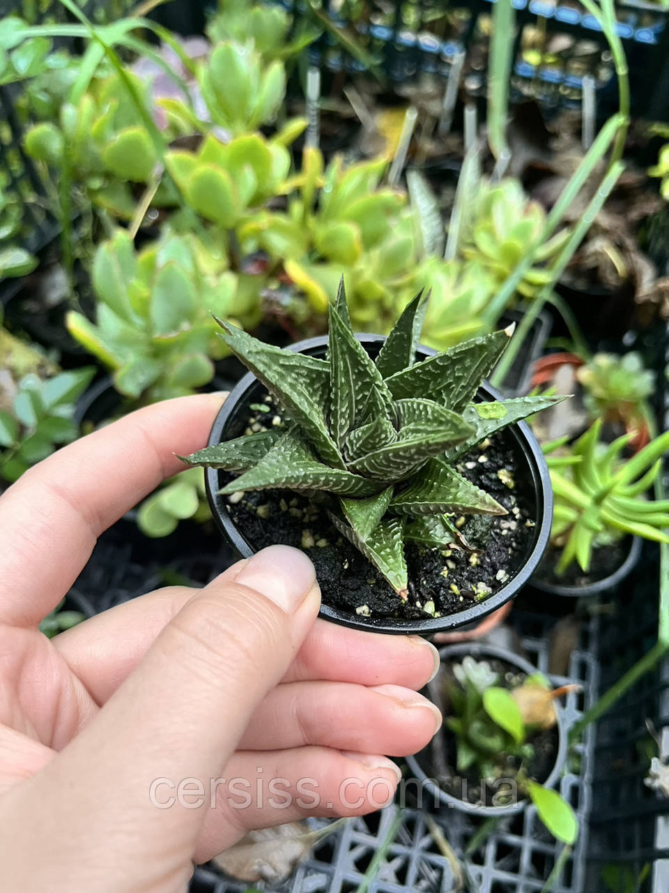 Хавортія, Haworthia