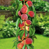 Персик колоновидний Штайнберг 1 клас (саджанець)