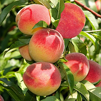 Персик колоновидний Медовий 1 клас (саджанець)