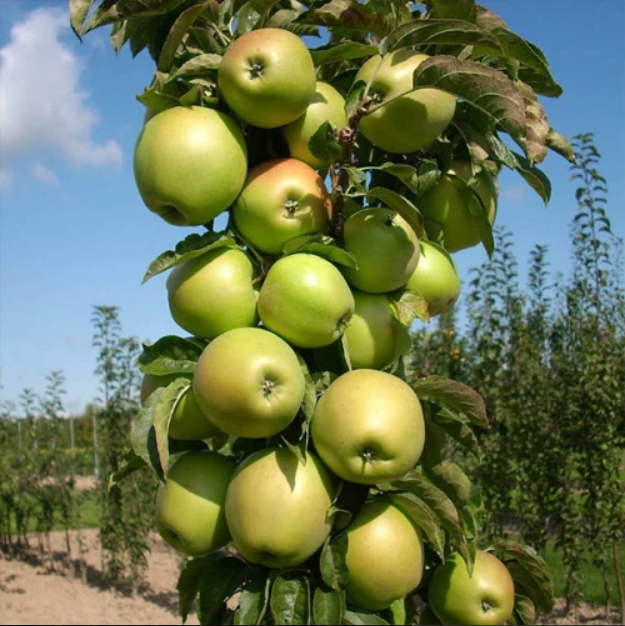 Яблуня колоновидний Президент 1 класс (саджанець)