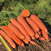 Морква Олімпо F1 | Olimpo F1 Vilmorin 100 000 н