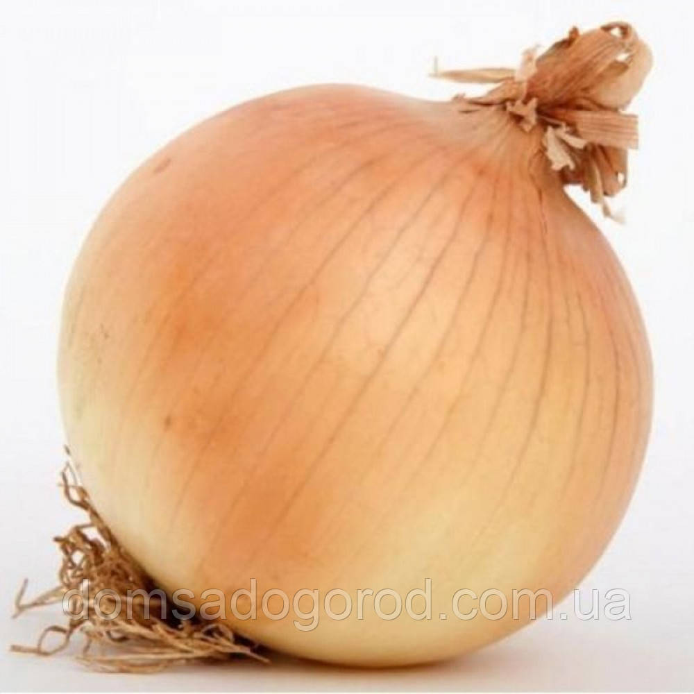 Цибуля озима Саратога F1 Хазера | Saratoga F1 Hazera 250 000 шт