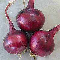 Цибуля озима Фабула F1 Хазера | Fabula F1 Hazera 250 000 шт